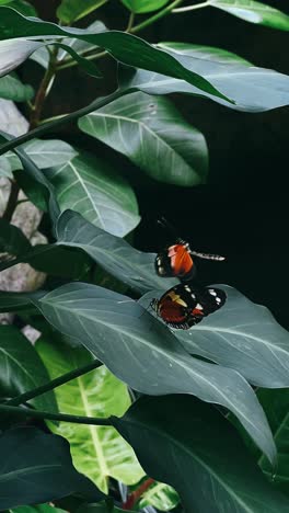 butterflies on lush tropical leaves