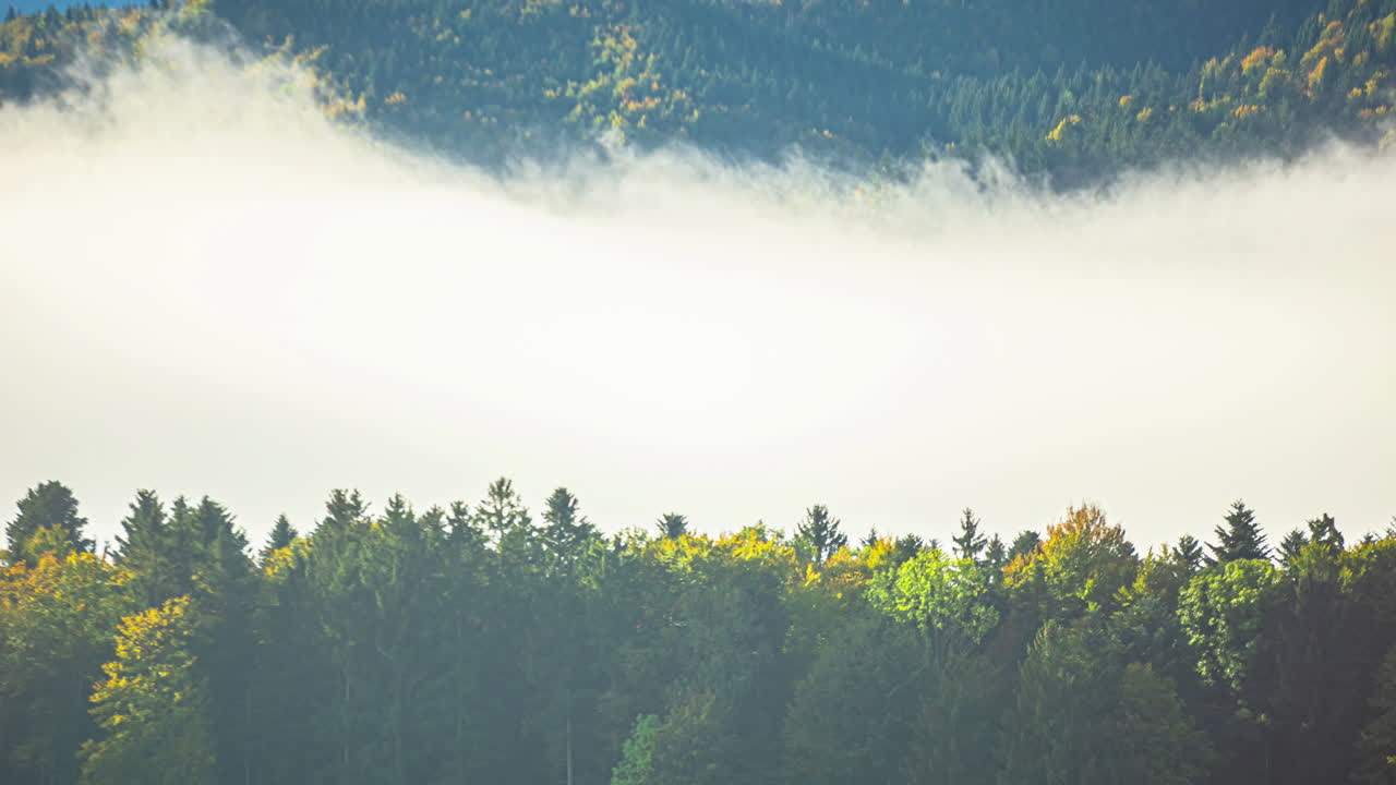 부드러운 구름이 소나무 숲을 가로질러 흐르며 점점 더 두 ⁇ 고 밀도가 높아집니다.