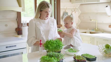mother and daughter growing microgreens in the kitchen