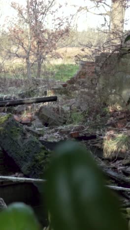 edificio en ruinas en un bosque