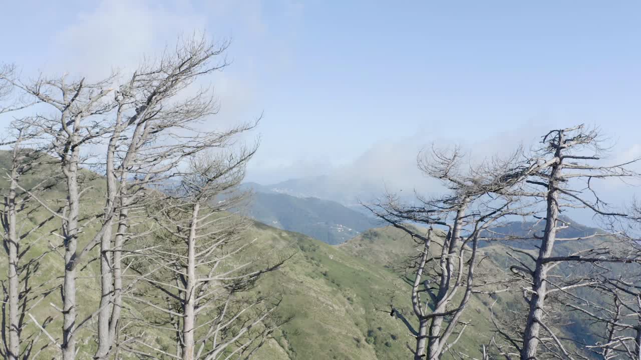 자연의 일부 나무를 통과하는 드론