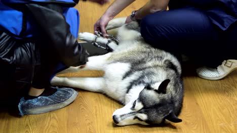 dog in x-ray room