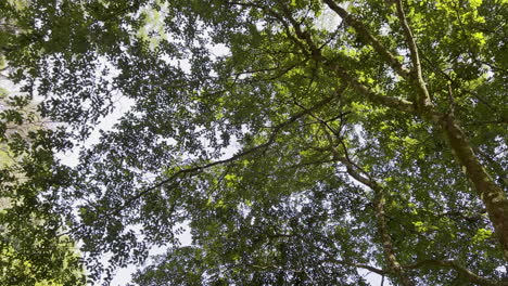 botton-up capture of a beautiful and leafy tree on a sunny day