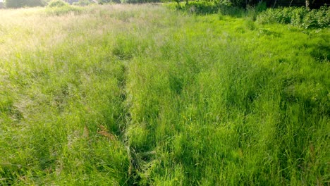 High-angle-shot-over-wild-meadow-overgrown-with-wild-flowers-and-grasses-in-Maine-et-Loire,-France-at-daytime