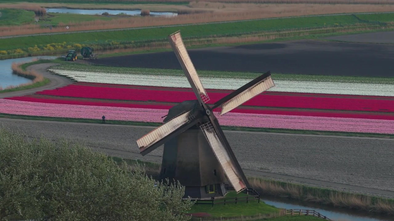 Mulino a vento olandese che gira in campi di tulipani colorati