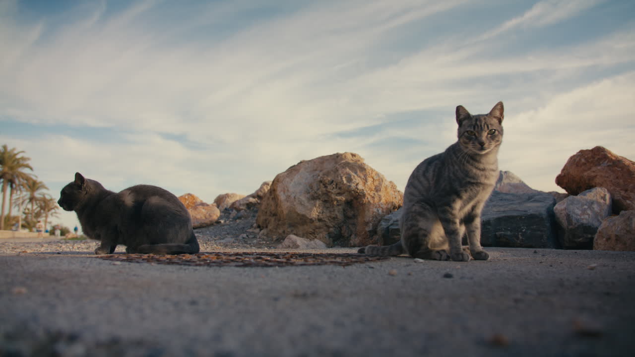 Wide low-angle shot of two stray cats on a coastal walkway surrounded by rocks and palm trees under soft sunset skies in Spain