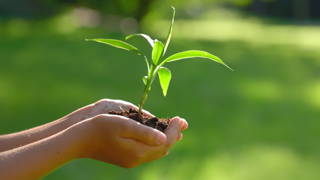 Child holding a small plant in their hands