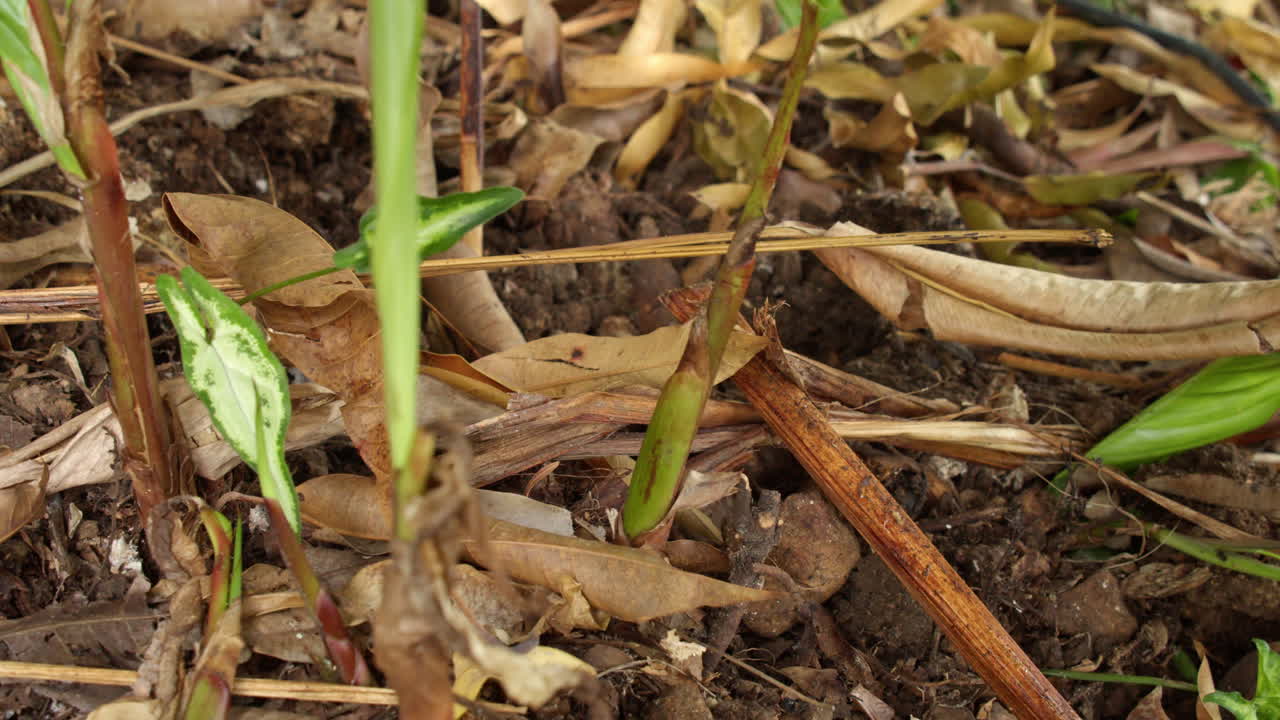 Digging The Garden Soil With A Hoe - Close Up