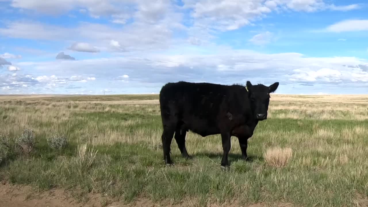 Grande mucca nera che scappa dal lato della strada