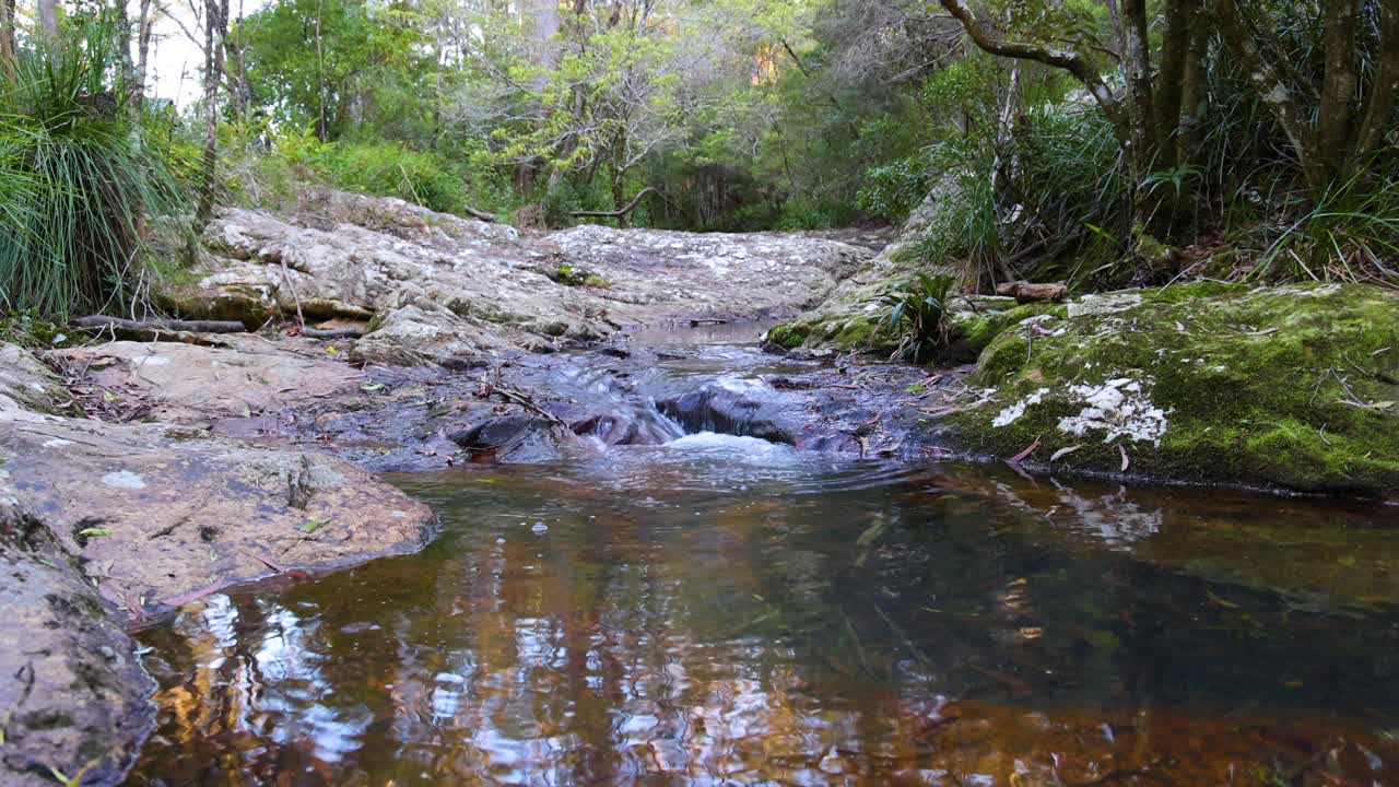 un arroyo de agua tranquila en un entorno forestal sereno