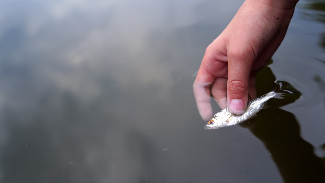Small fish in hand. Close up of woman hands holding fish underwater