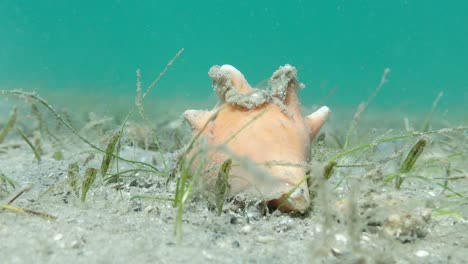 macro shot of conch in seagrass bed