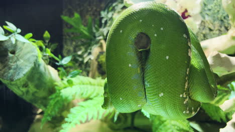 a green snake coiled on a branch sleeping surrounded by flats and green plants