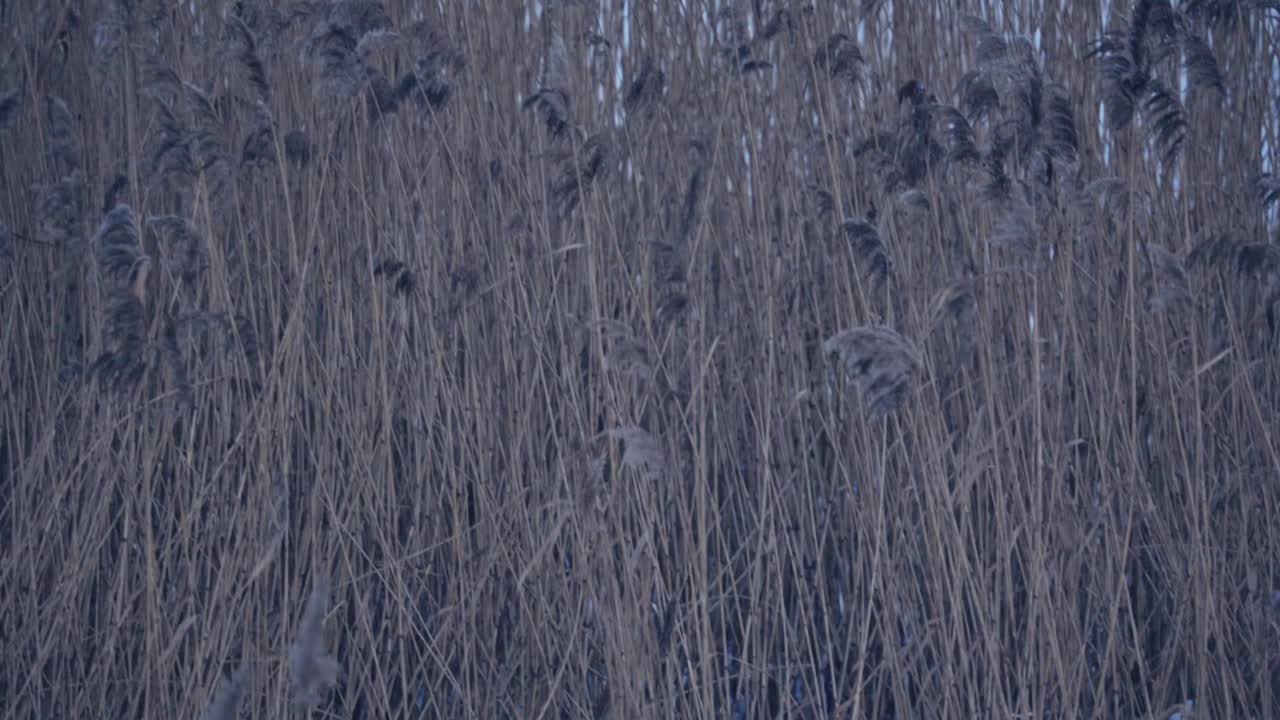 많은 말린 식물, 추운 겨울에 얼어붙은 호수의 갈대, 클로즈업 샷 자연 샷