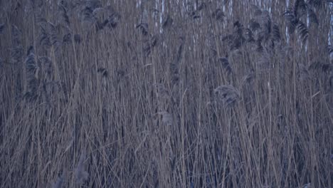 Viele-Getrocknete-Pflanzen,-Schilf-Am-Zugefrorenen-See-Im-Kalten-Winter,-Nahaufnahmen-Von-Naturaufnahmen