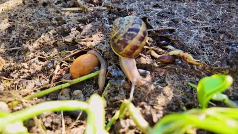 macro shot of a snail moving through soil with slugs, woodlice, and grass blades visible in rich ground texture.
