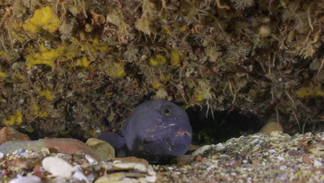 Atlantischer-Wolfsaalfisch-Versteckt-Sich-In-Seiner-Höhle-Im-Kalten-Wasser-Im-Atlantik-Kanadas