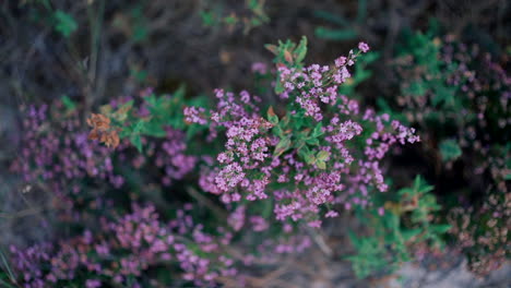 wild purple heather in bloom