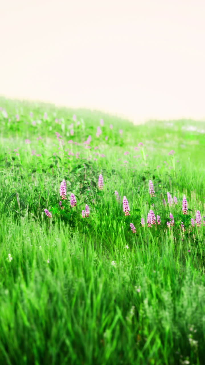 Vibrant wildflower meadow with lush green grass blooming in springtime