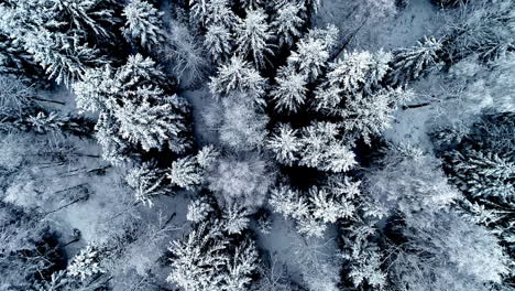 Coniferous-forest-in-Europe-covered-with-snow,-white-winter