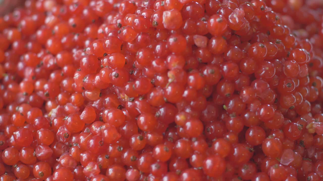 수확된 레드커런트 레드커런트 베리의 클로즈업