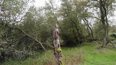 aerial drone footage flying beetween trees over a meadow towards a dead silver birch tree covered in moss and fungi as leaves fall in the wind - muir of dinnet nature reserve scotland