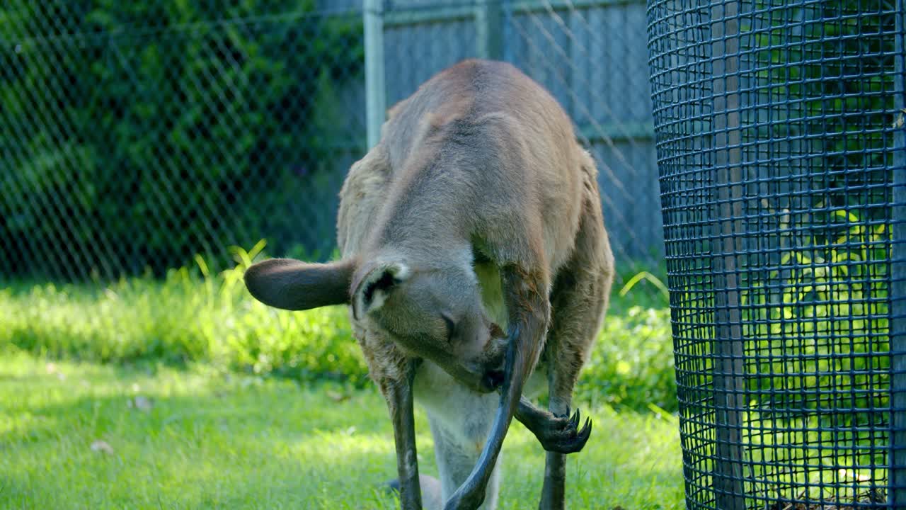 A Red Kangaroo Licking Its Forearm While Standing Near The Steel Fence At Lone Pine Koala Sanctuary In Brisbane, Queensland - Closeup Shot