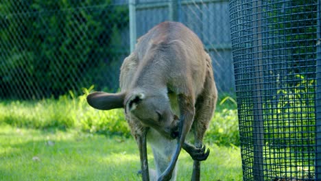 a red kangaroo licking its forearm while standing near the steel fence at lone pine koala sanctuary in brisbane, queensland - closeup shot