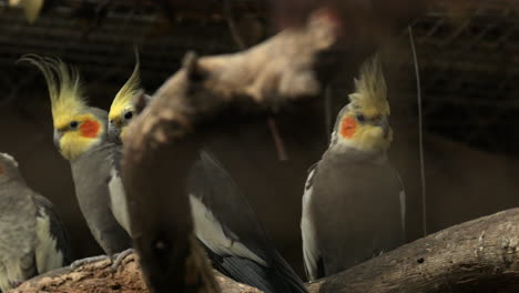 a row of cockatiel's sitting on a branch within an enclosure