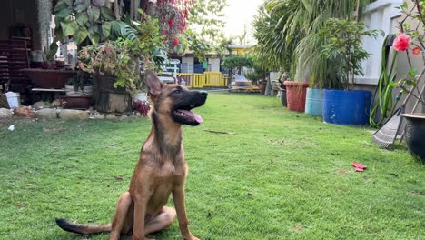 energetic young and focus purebred belgian shepherd listening to the commands given by its owner, spinning and sitting down, dog training shot at the yard