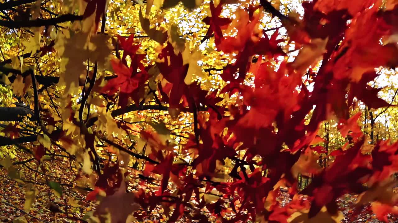 Close-up video of vibrant autumn leaves in red and yellow, shot from a low angle