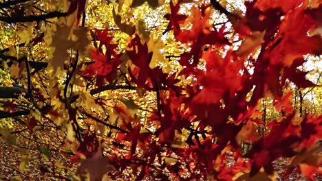 close-up video of vibrant autumn leaves in red and yellow, shot from a low angle