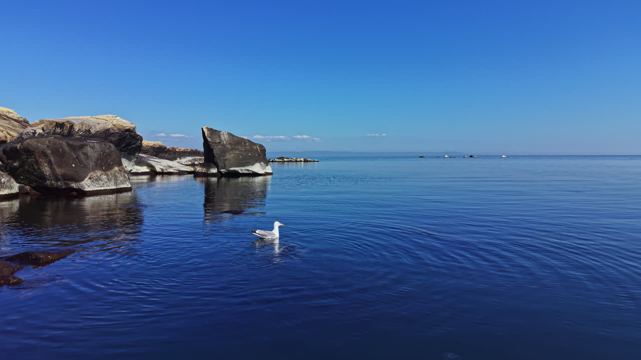 Ein Vogel schwimmt in ruhigem Wasser an der Küste, umgeben von großen Felsen und unter klarem blauem Himmel zur Mittagszeit.