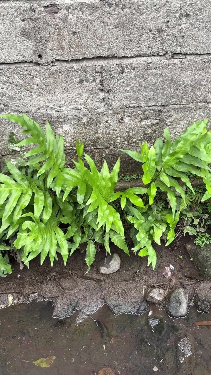 Vibrant Green Ferns Growing by a Concrete Wall and Small Stream