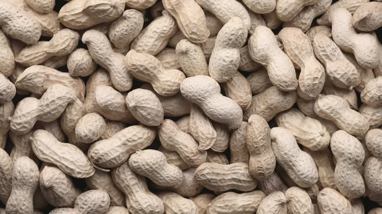 질 을 가진 원시 땅콩 의 회전 어리