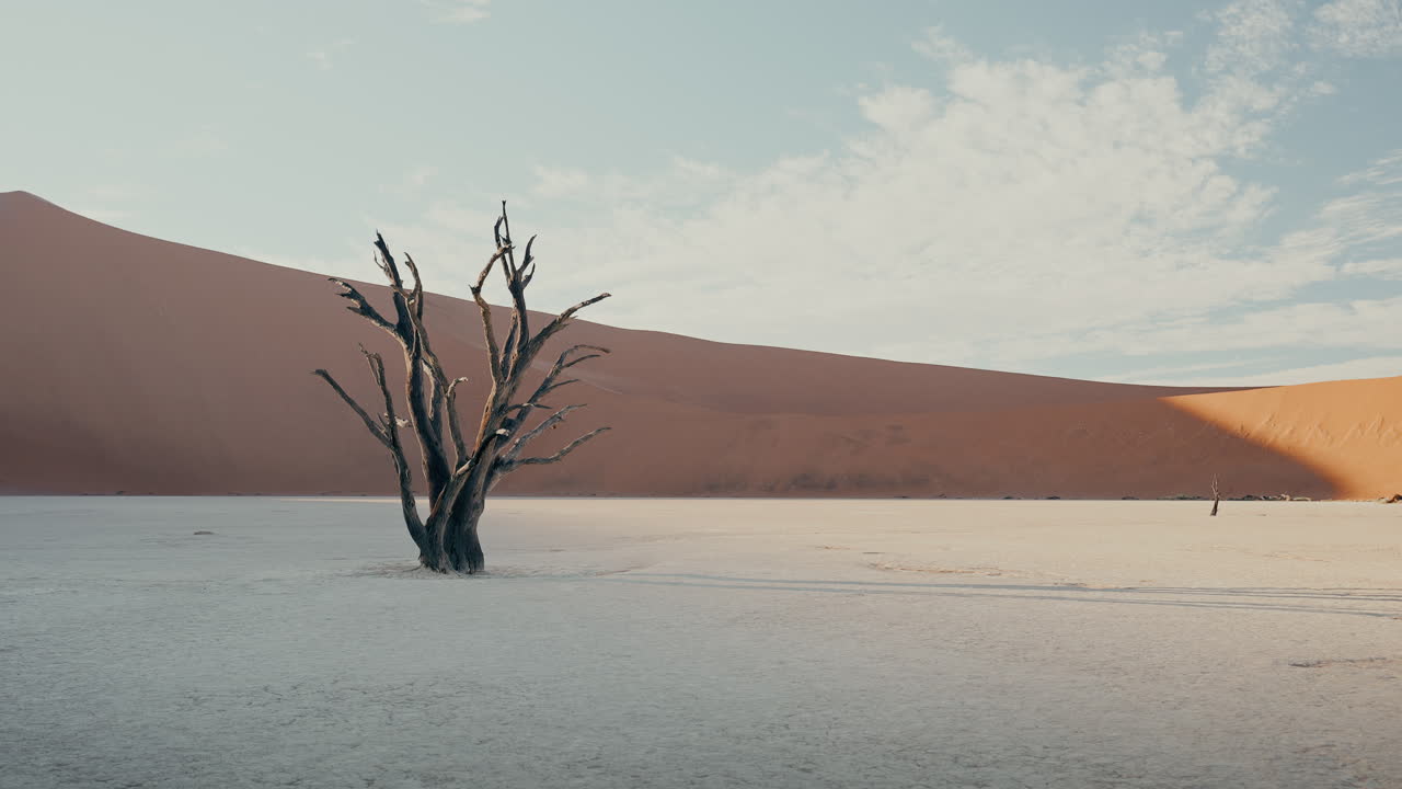 Dead Tree in the Namib Desert at Sunrise