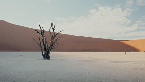 dead tree in the namib desert at sunrise