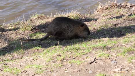 Nutria-Prague