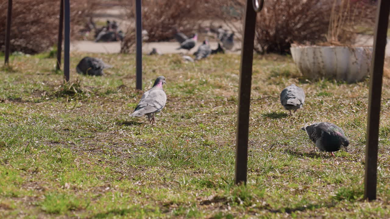 Group of pigeons walking and foraging on grassy ground in sunny outdoor park with bicycle wheels and metal poles in background, showcasing natural bird behavior in urban environment