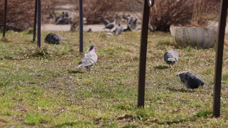 group of pigeons walking and foraging on grassy ground in sunny outdoor park with bicycle wheels and metal poles in background, showcasing natural bird behavior in urban environment