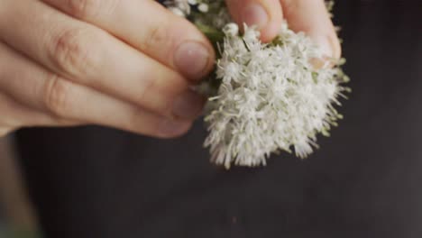 hands undoing an edible flower for cooking