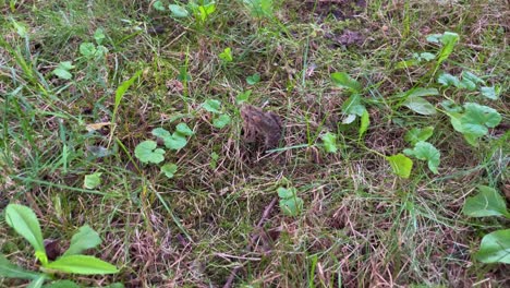 Little-frog-in-the-grass