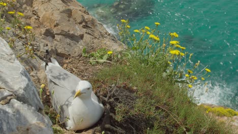 Cría-De-Aves-Gaviota-Por-La-Costa-Escarpada-Con-Agua-Turquesa-En-El-Mar-Mediterráneo