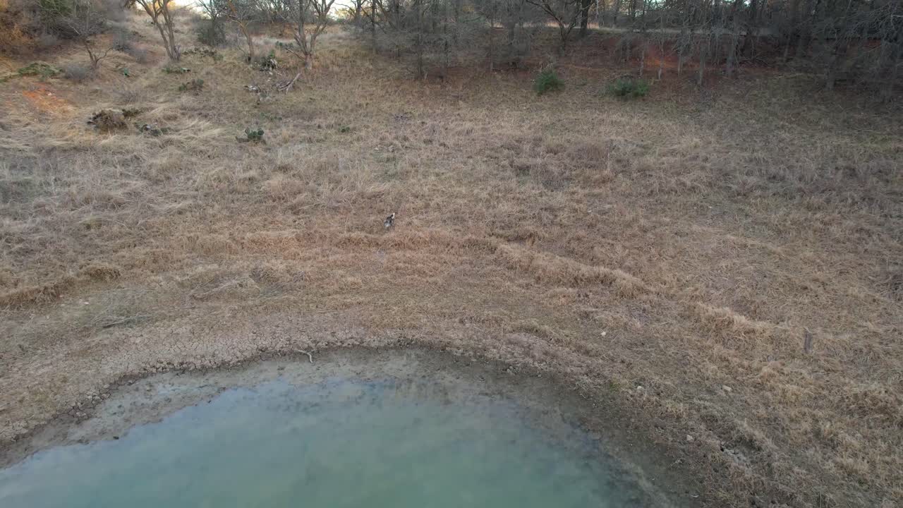 imágenes aéreas de una mofeta alrededor de un estanque