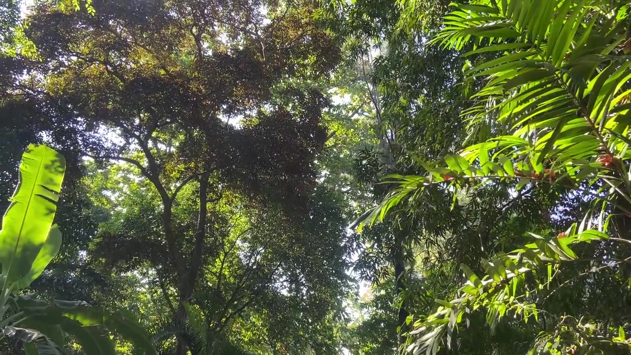 Luz solar filtrándose a través del dosel de un exuberante bosque tropical