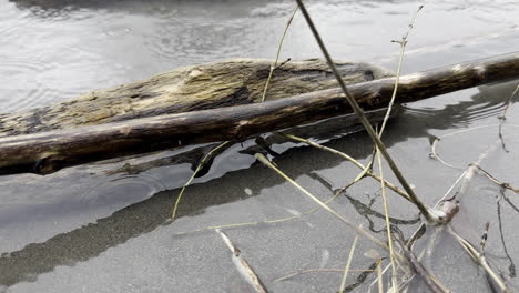 Tried-wood-and-twigs-near-calm-Walensee-lake-shore-floating-in-water