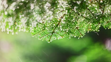 nature background of morning rain in forest, tree leaf and water drops