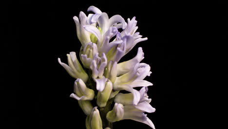 Eine-Schöne-Weiße-Hyazinthenpflanze-Blüht---Zeitraffer