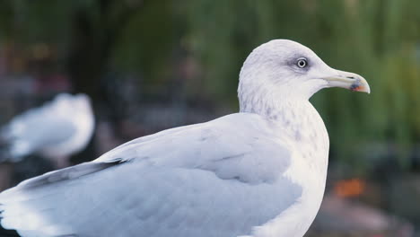 primer plano de gaviota mirando a su alrededor y alerta con fondo borroso