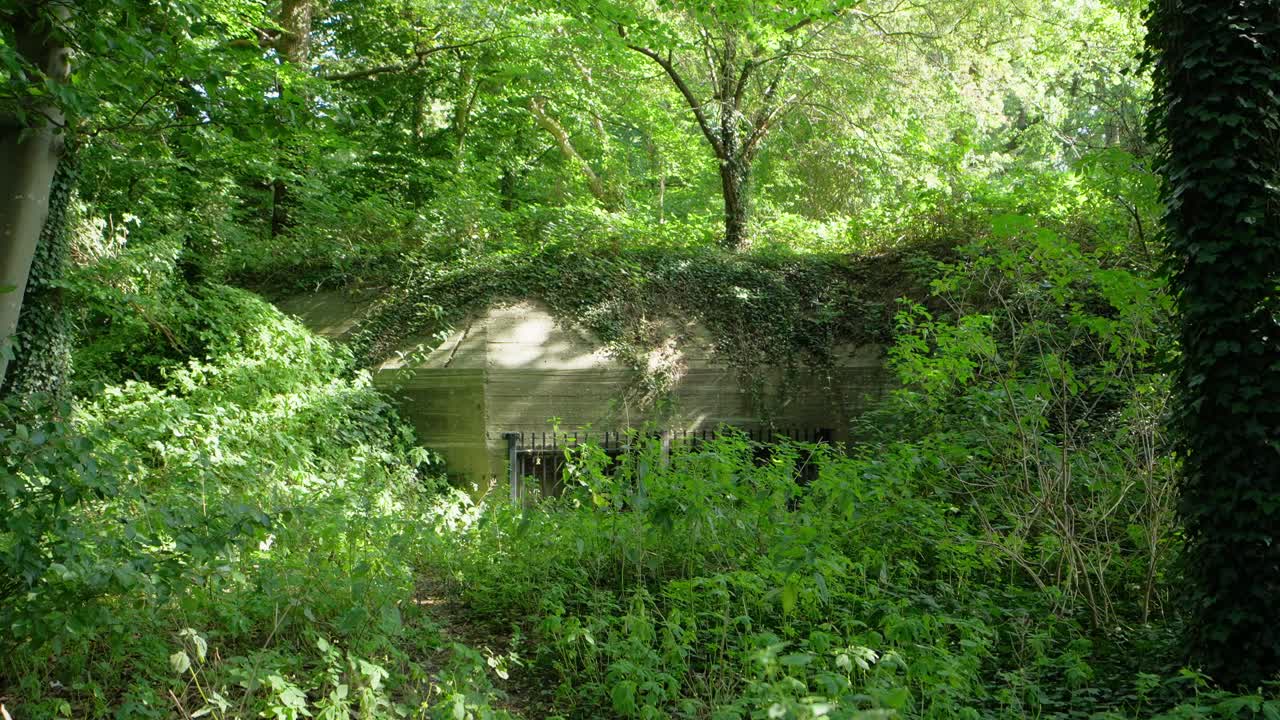 A concealed World War II bunker has been uncovered within a vibrant, lush forest, where thick greenery envelops its entrance